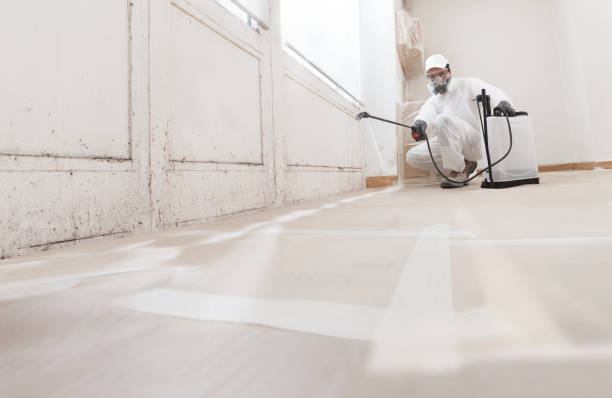Black mold remediation team in Chantilly