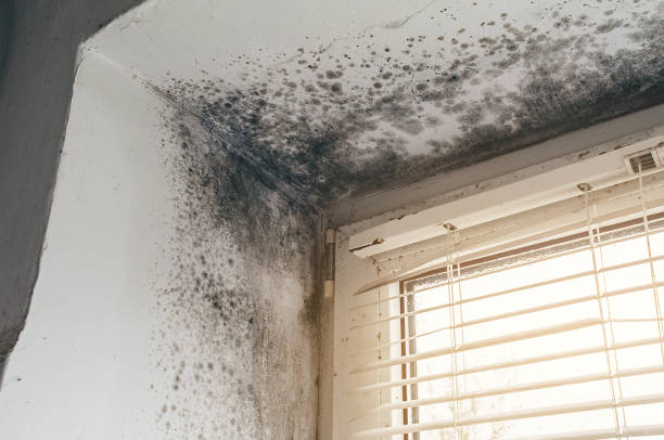 Mold Removal service in Chantilly